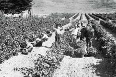 New Zealand&rsquo;s Church Road winery was founded in 1897