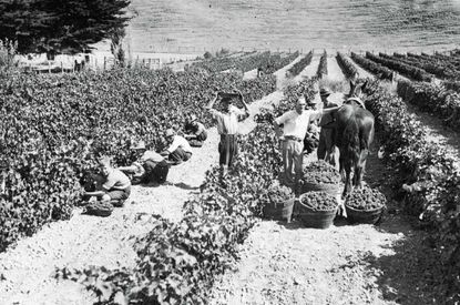 New Zealand&rsquo;s Church Road winery was founded in 1897