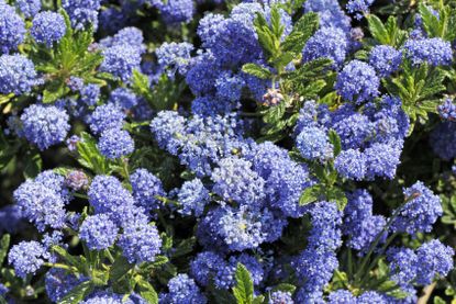 California Lilac Plants