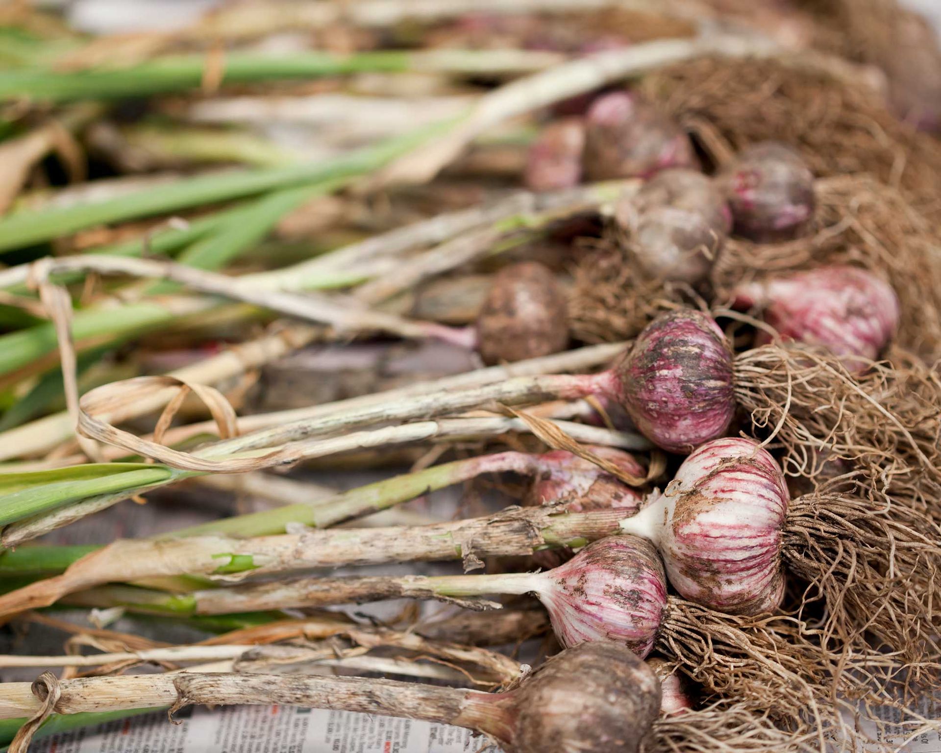 собранный чеснок