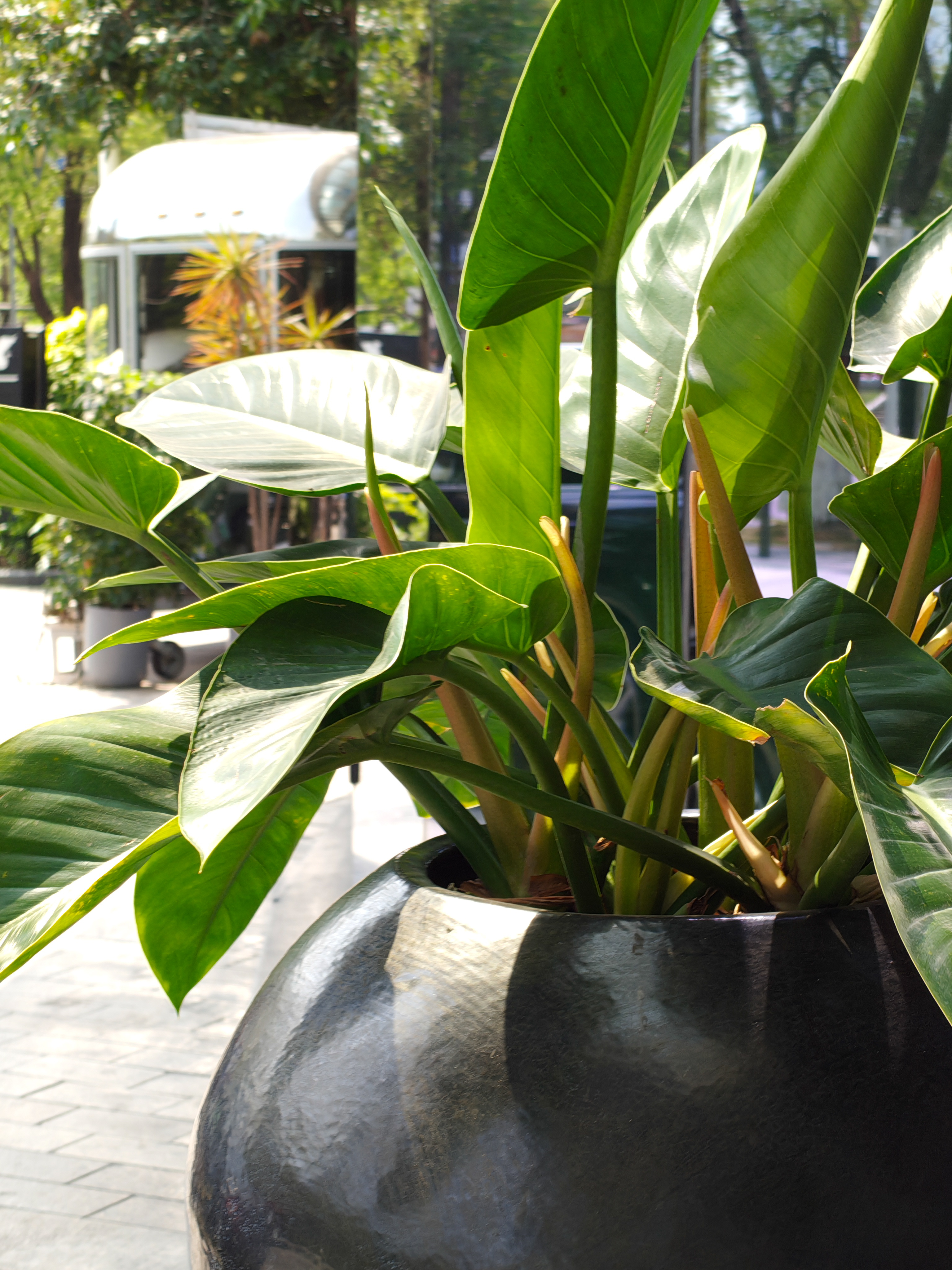 A close-up, vertical shot of a lush green tropical plant with large, broad leaves growing in a dark, rounded ceramic pot. Sunlight filters through the leaves, creating bright highlights and deep shadows. In the blurred background, a silver, vintage-style trailer or food truck is partially visible parked on a paved outdoor area.