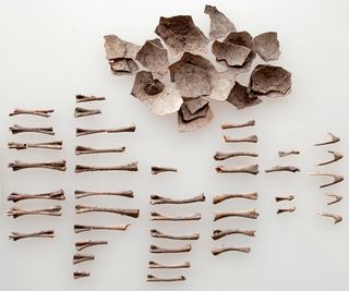 Turkey eggshells and bones from an offering 1,500 years ago in Oaxaca, Mexico.