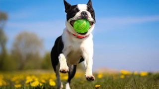 Boston Terrier running through field with ball in his mouth
