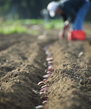 A row of potatoes being planted on a farm