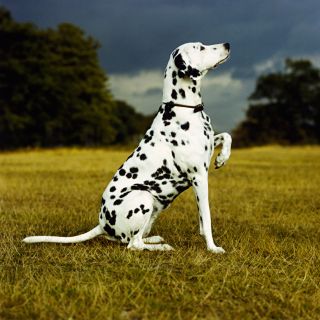 Dalmatian sitting with paw up