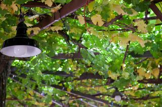 industrial style pendant light hanging in a pergola