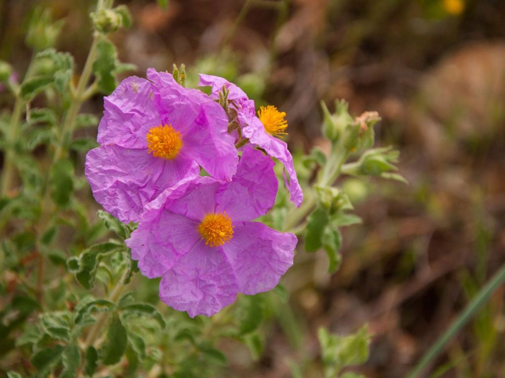 Rockrose Information - Tips For Growing Rockrose Plants 