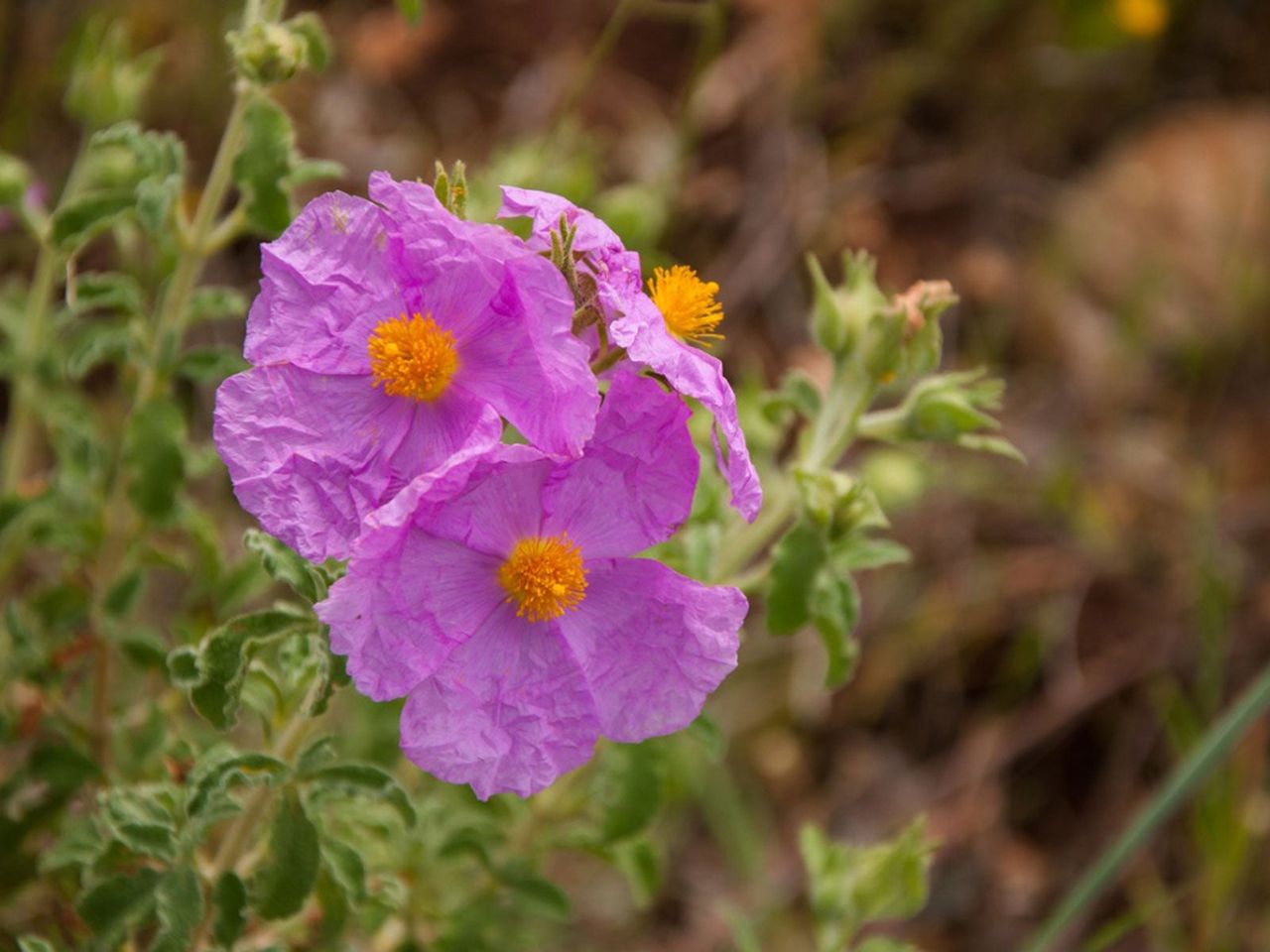 Rockrose Plants