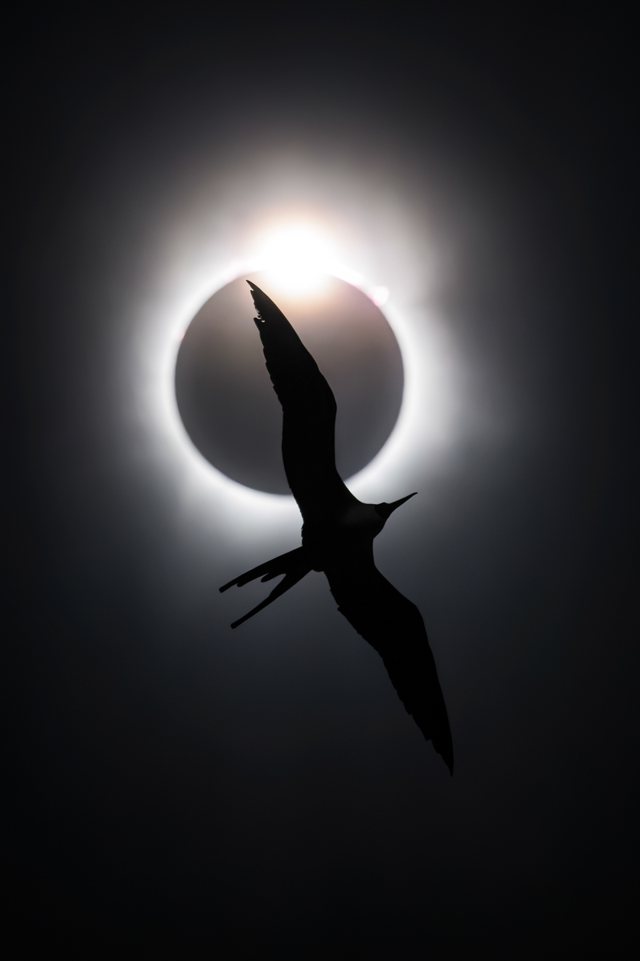 Bird Photographer of the Year 2025