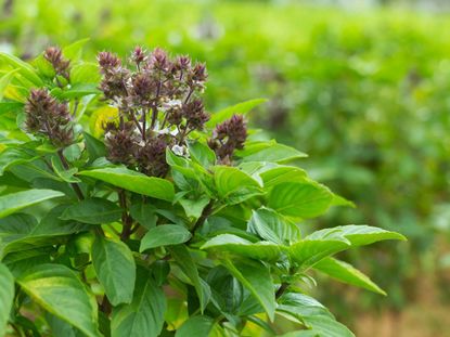 Magical Michael Basil Plant