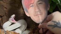 Tofu, the leucistic Texas Rat Snake, as he gets ready to strike a cutout of Markiplier's face
