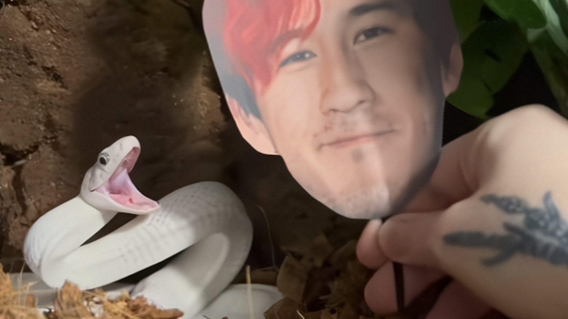 Tofu, the leucistic Texas Rat Snake, as he gets ready to strike a cutout of Markiplier's face