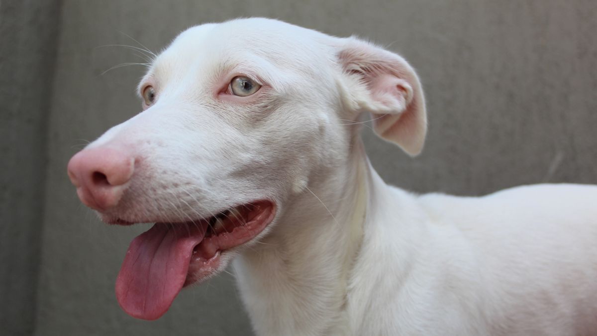 Albino dog