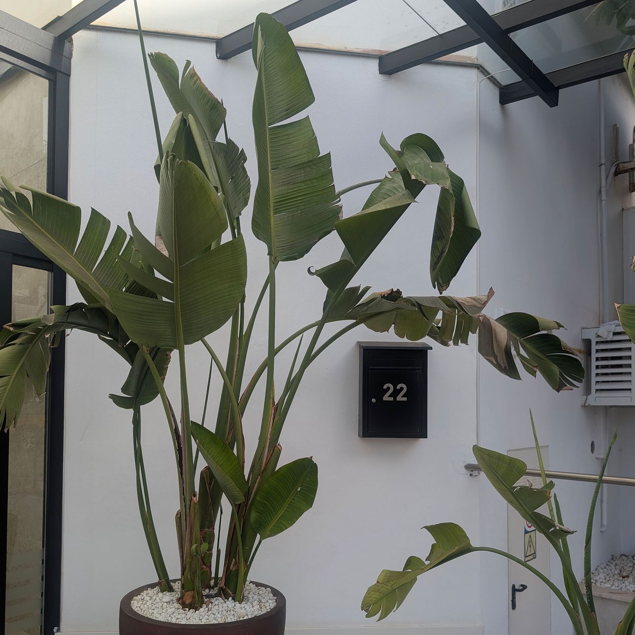 Large leafy potted plant underneath in white room with black steel beams