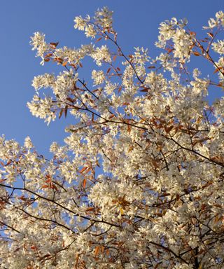 close up of serviceberry tree in bloom