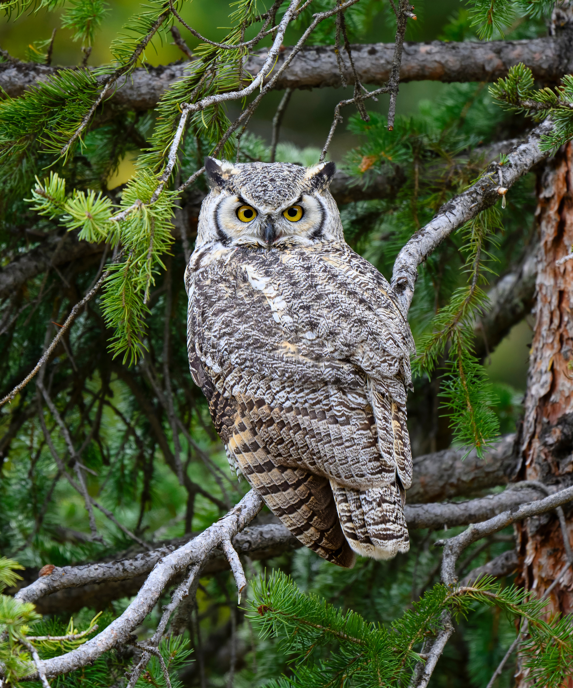Great Horned Owl, bubo virginianus, in Yellowstone National Park, Wyoming.