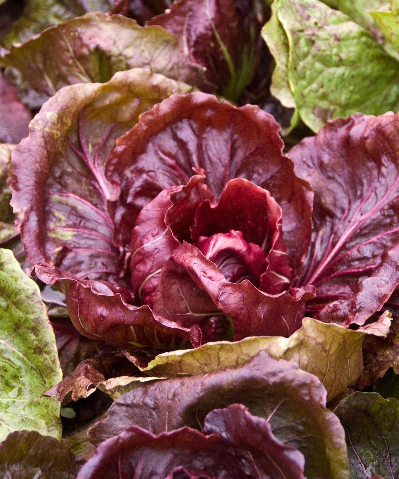 Home Advice Vegetables to plant in August: top 10 crops to sow and grow for months of easy harvests 12 vegetables to plant in August: Radicchio Palla Rossa Bella at harvest