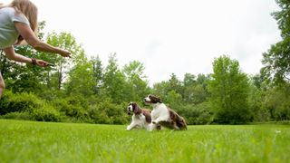 Two English Springer Spaniels in Field Running Towards Woman with Outstretched Arms 