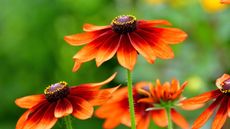 Black eye susans in orange shade