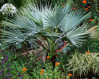 large evergreen palm in a tropical style garden