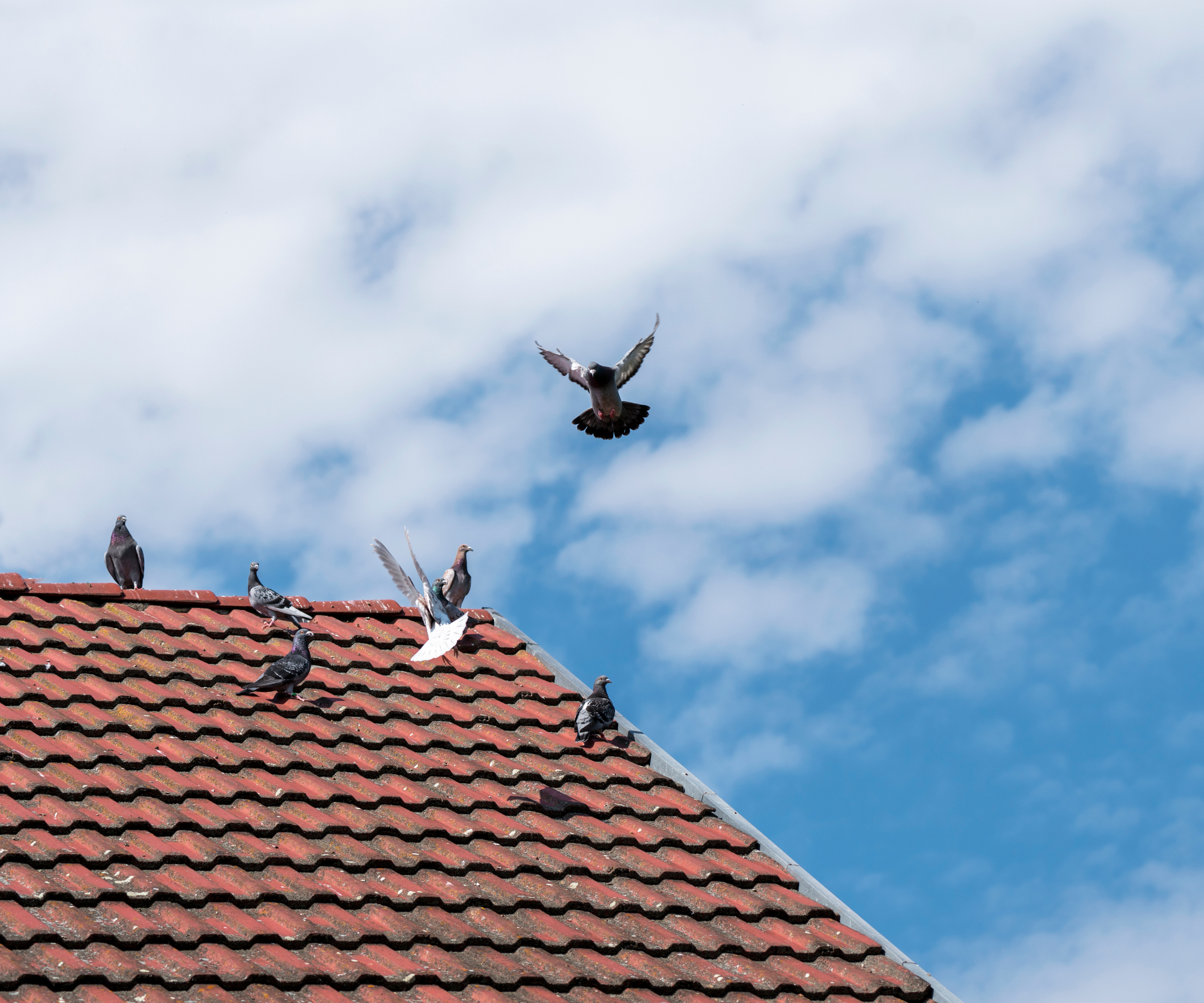 Pigeons sat on a roof with two flying off