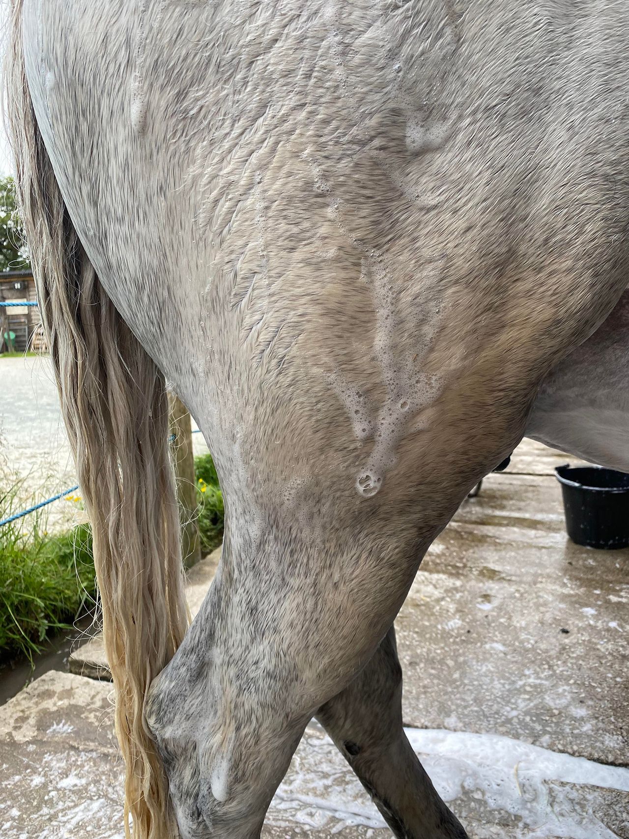 Shapley&rsquo;s EquiTone Whitening Shampoo on horse