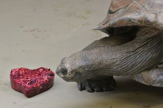 Aldabra Tortoise Inspects Valentine's Day Treat