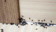 A group of black ants in the baseboard of a home and moving under the gap