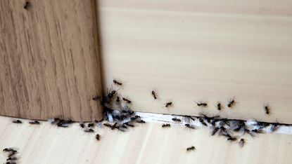 A group of black ants in the baseboard of a home and moving under the gap