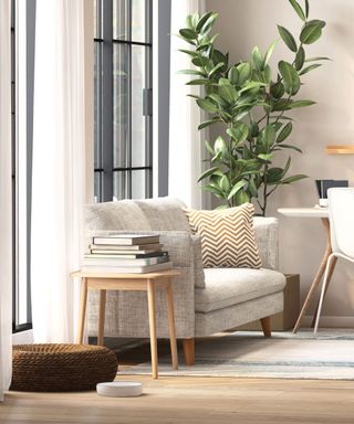 rubber plant in modern living room