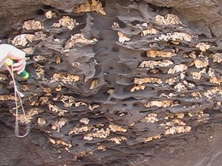 The termites live in their underground nest, one or two meters beneath the mound. It consists of a number of underground chambers where they cultivate their fungus. This is a cross-section.