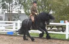 Heritage Show 13.10.18 Cl. 99 winner No. 493 Lunesdale Dixie