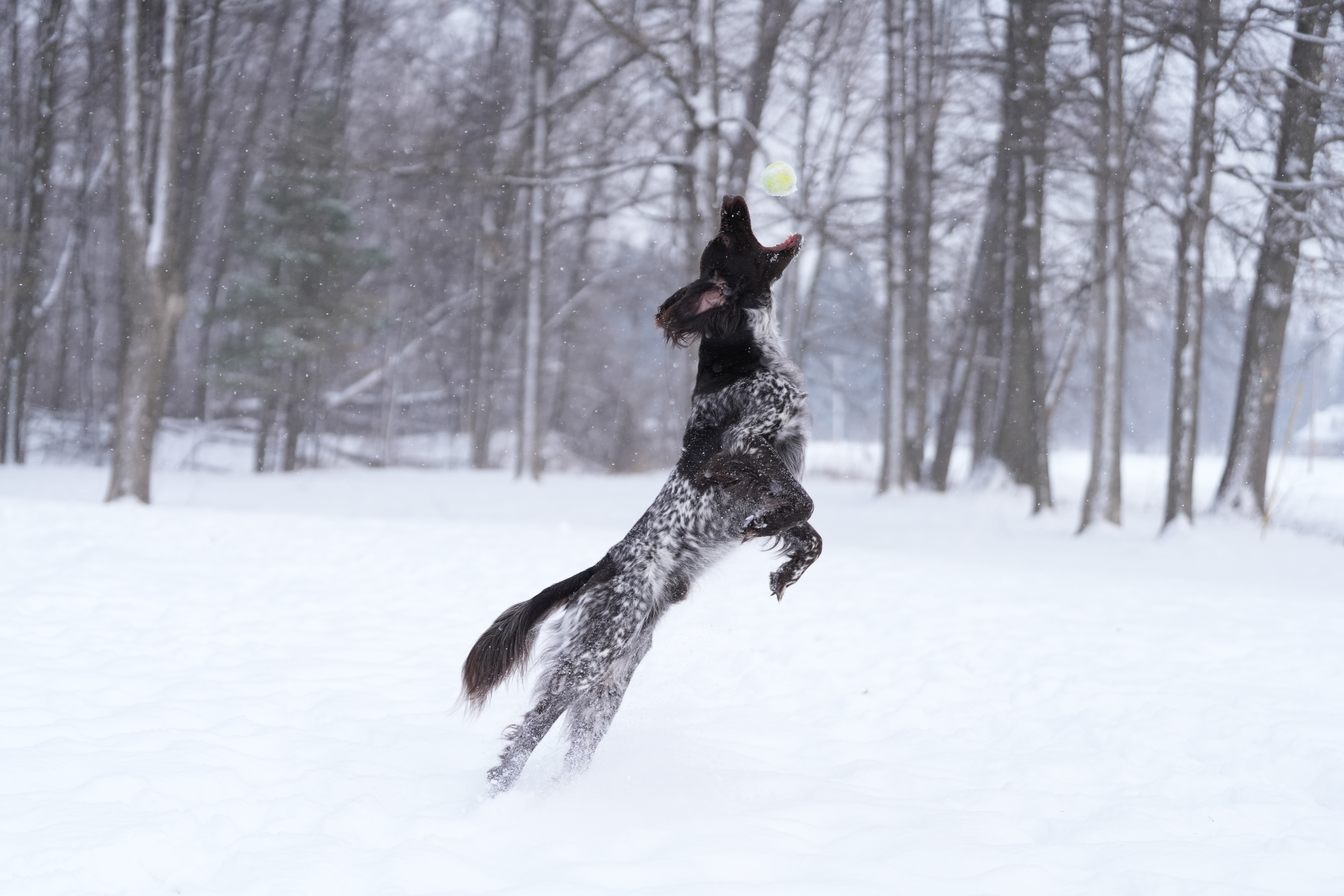 Sample images taken with the Sony 70-200mm f/2.8 GM OSS II lens and the Sony A7R V