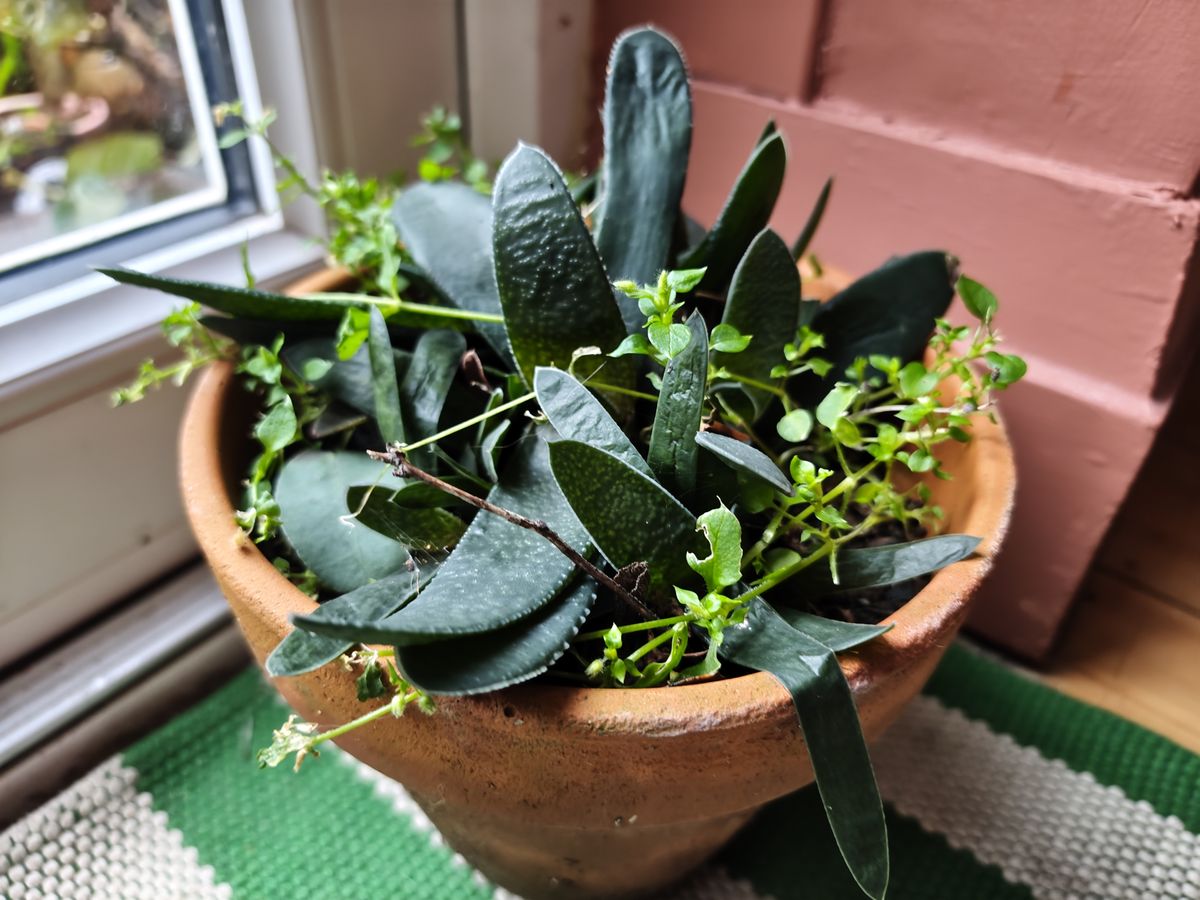 Xiaomi Redmi Note 15 Pro Plus camera sample potted plant