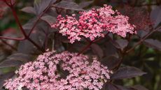 Sambucas nigra with dark foliage