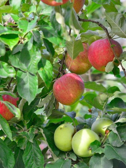 Fruit Salad Tree Full Of Fruit