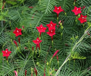 cypress vine with red flowers