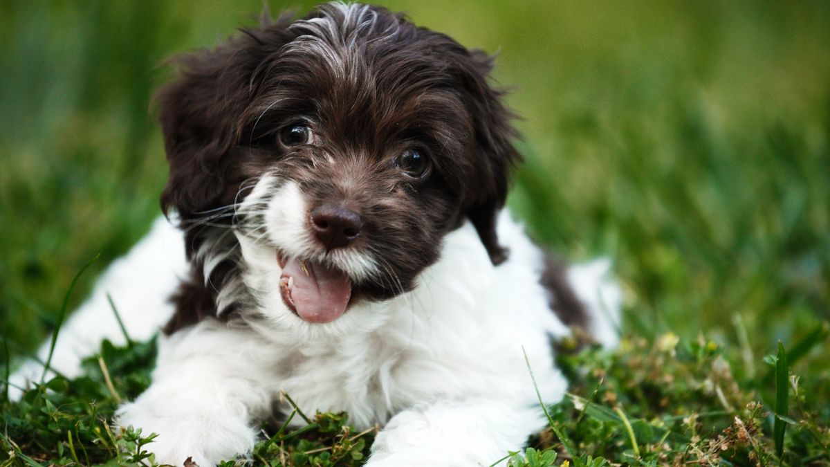 Most popular puppy names - puppy lying on the grass with it&#039;s mouth open showing tongue