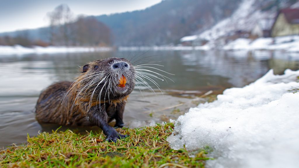 Nutria: The Invasive Rodents of Unusual Size
