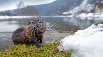 A nutria walking out of a river in the snow.