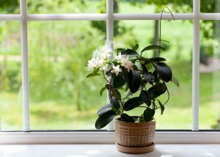 Indoor Jasmine plant on a window sill