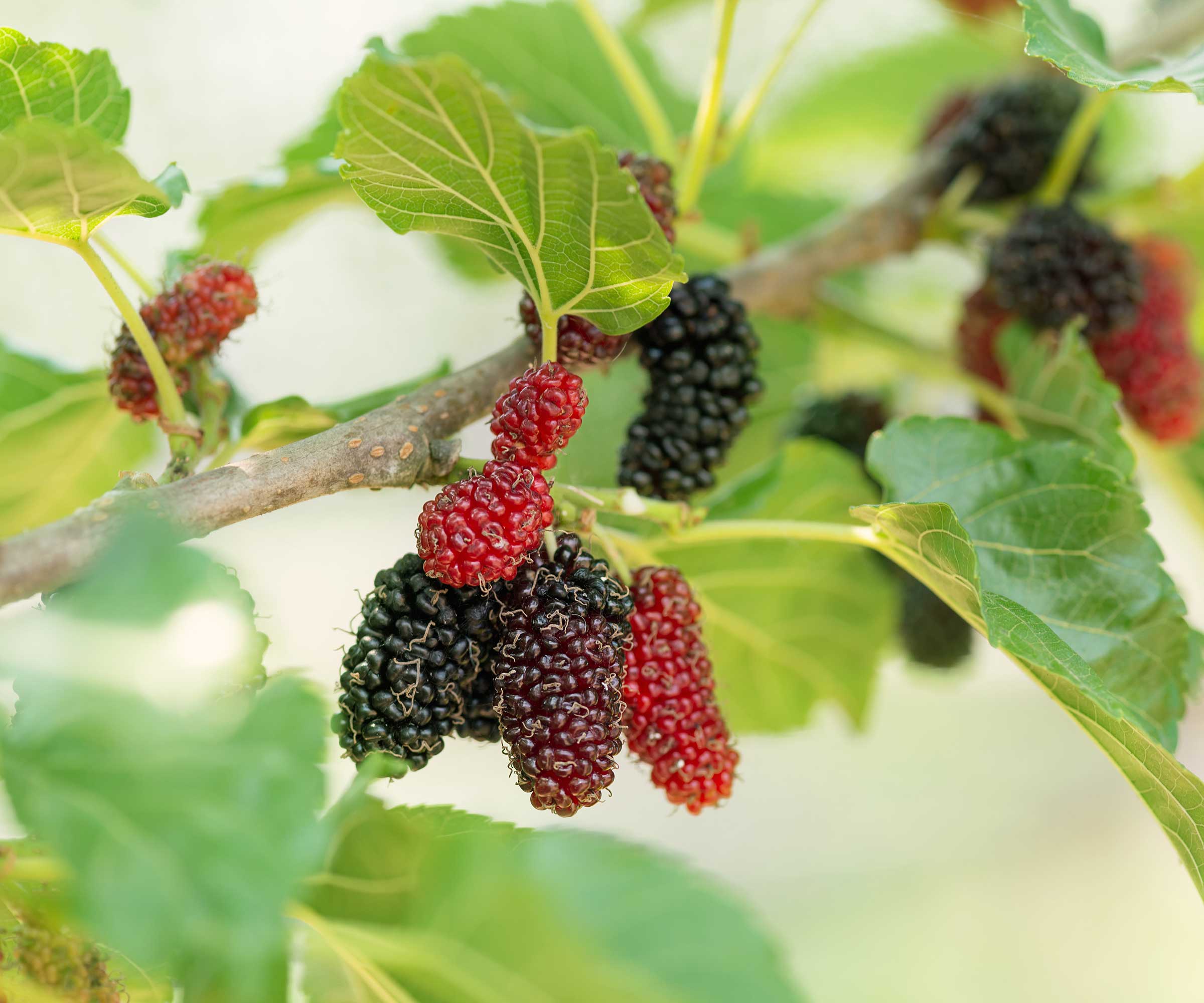 mulberries on tree