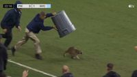 Raccoon running away from men on a soccer field