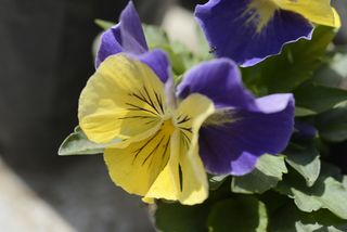 viola flower