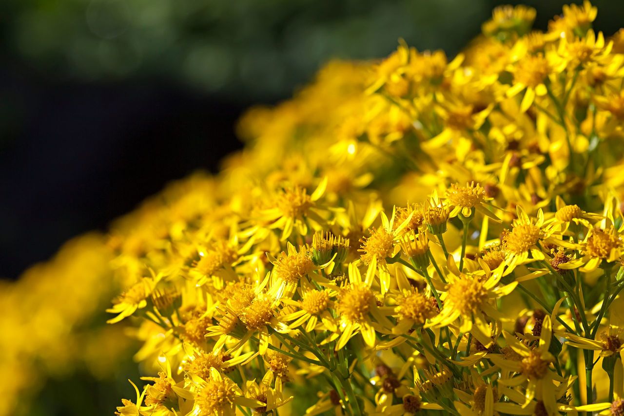 The most beautiful weed? Ragwort blazing in mid-summer.