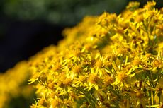 The most beautiful weed? Ragwort blazing in mid-summer.