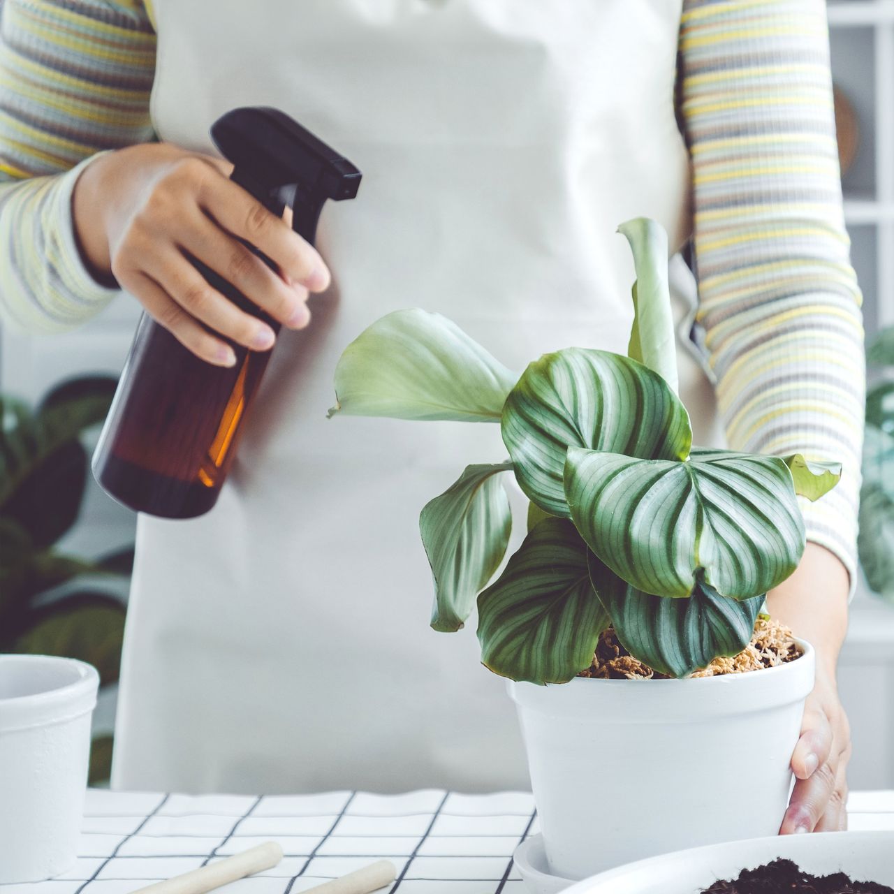 houseplant being sprayed to prevent pest infection