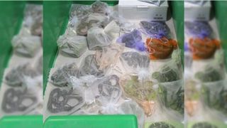 A collection of the bags containing snakes and lizards that the man hid in his clothing.