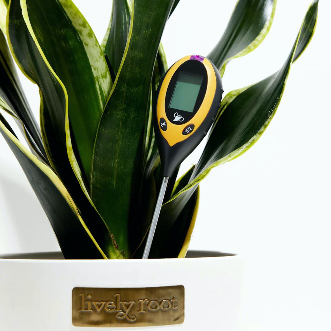 Termometer tanaman digital di tanaman ular