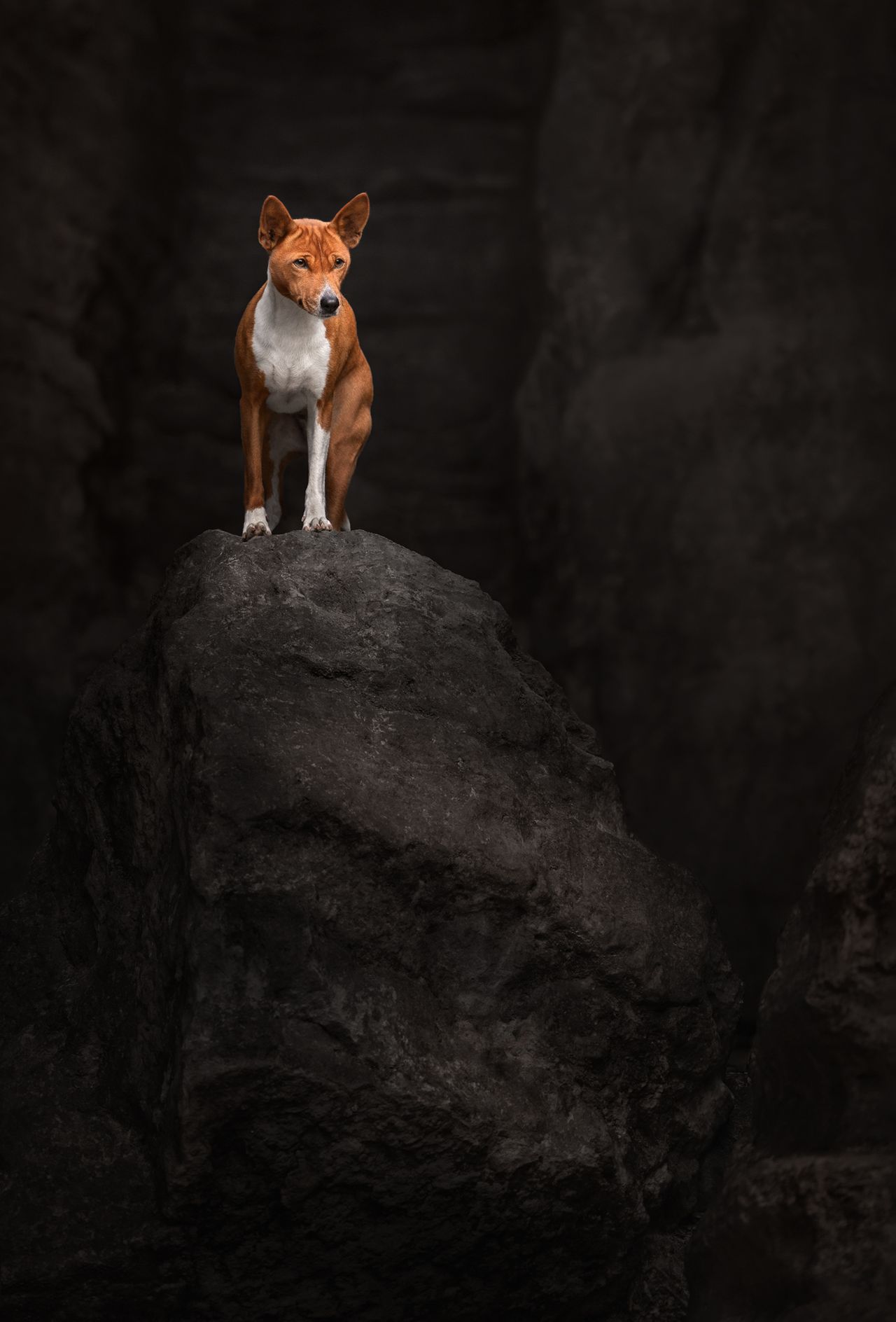 Category winner of the 2024 International Pet Photography Awards